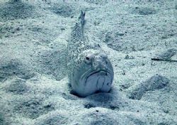 "What do you mean smile,I'm a bloody fish". I think it's ... by Ian Palmer 